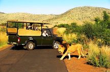 2 Day Pilanesberg national park Guided Tour
