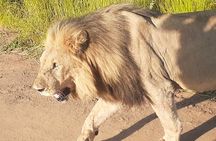 2 Day Pilanesberg national park Guided Tour