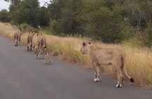 Kruger national park tour 4-days/3nights(Open safari truck)