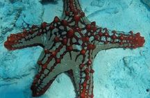 Zanzibar Starfish Blue Lagoon Snorkeling and Rock restaurant 
