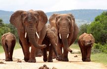 4 Day Kruger Safari with Panorama from Johanensburg