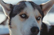 Fun & Easy Dog Sledding Adventure from Tromsø - Midday Tour