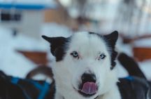 Fun & Easy Dog Sledding Adventure from Tromsø - Midday Tour