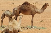 5-Days Private Oman Tour – Mountains, Deserts & Coastline