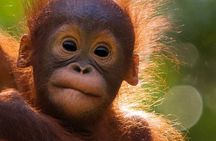 Orangutan Tour Tanjung Puting 3D2N