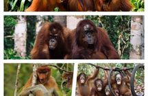Orangutan Tour Tanjung Puting 3D2N