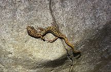 Wild Cave Adventure Tour