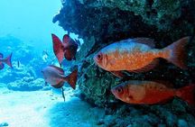Clear Kayak Tour with Pontoons and Optional Snorkeling-Unlimited