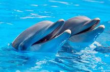 Fully Day Tour: Dolphin Encounters, Crystal Rock at Benitiers Island