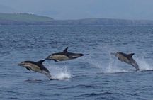 Blasket Island Eco Tour.