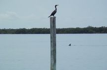 Cocoa Beach Dolphin Tours on the Banana River