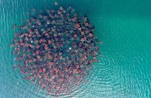 Ocean Safari Snorkel Adventure