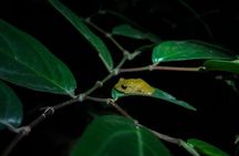 Monteverde Coffee, Chocolate and Night Tour