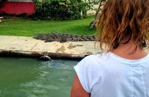 Omar's Black river Safari, YS Falls tour from montego bay 