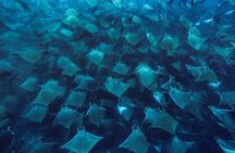 Mobula Ray Snorkeling with Photos Included 