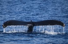 Maui Whale Watch & Snorkel from Ma'alaea Harbor Pride of Maui 