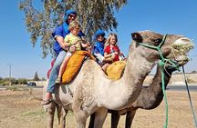 Atlas Mountains & Berber villages: optional Camel ride/Waterfall 