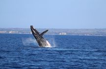 Maui Whale Watch & Snorkel from Ma'alaea Harbor Pride of Maui 