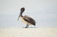 Private Bird Watching Tour from Holbox