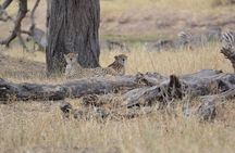 7-Day North Tanzania Classic Safari