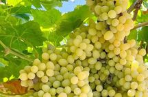 Best Rhodes Tour with Wine Tasting Experience from Cruise Port
