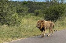 4 Day Kruger Safari with Panorama from Johanensburg