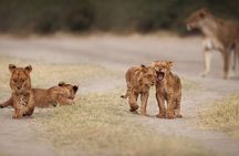 4 Day Kruger Safari with Panorama from Johanensburg