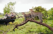 9 Days Private Vehicle & Driver Explore SriLanka By Your Own Plan