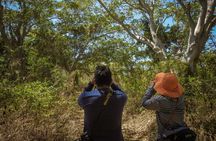 Bird Watching Mazatlán - Birding Tour