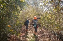 Bird Watching Mazatlán - Birding Tour
