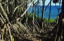National Park Lava Cliffs and Black Sand Beach