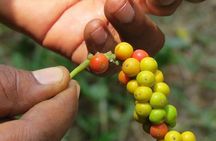 Zanzibar Spice Tour; Stone Town with Lunch; Prison Island Tour. 