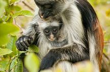 Monkey Tour, Prison Tour, Secret Garden, Stone Town, Salaam Cave