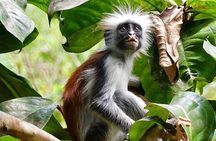 Jozani Forest, Spice Tour, Secret Garden, Stone Town, Salaam Cave