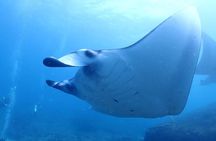 Scuba Diving In Nusa Penida