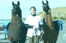 Llama Trek (Half-day) - Kaikoura Bay, Beaches & Seal Colony