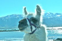 Llama Trek (Half-day) - Kaikoura Bay, Beaches & Seal Colony