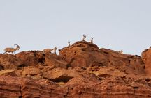 Get To Know the Ramon Crater tour