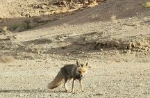 Get To Know the Ramon Crater tour