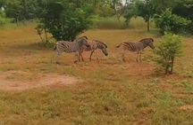 Safari Game Park