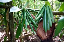 Spice Tour, Stone Town, Secret Garden, Kuza Cave, Paje Beach,The Rock Restaurant