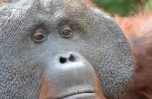 Orangutan Houseboat Kelotok Tanjung Puting 3 Days Share Cost 