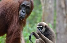 Orangutan Houseboat Kelotok Tanjung Puting 3 Days Share Cost 