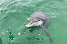 Private 2-Hour Dolphin and Sightseeing Tour