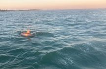 Private 2-Hour Dolphin and Sightseeing Tour