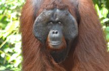 Orangutan Houseboat Kelotok Tanjung Puting 3 Days Share Cost 