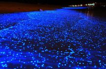 Holbox Bioluminescence Private Tour by Golf Cart
