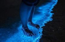 Holbox Bioluminescence Private Tour by Golf Cart