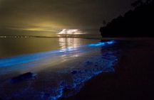 Holbox Bioluminescence Private Tour by Golf Cart