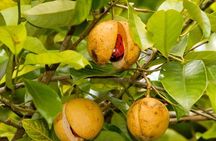 Spice Tour; Jozani Forest; Kuza Cave; Blue Lagoon; Starfish Adventure; The Rock